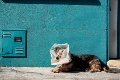 Ontario Veterinary Medical Association (OVMA) 